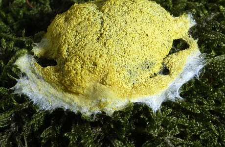 Gelbe Lohblüte (Fuligo septica var. flava) - © Heinz Prelicz